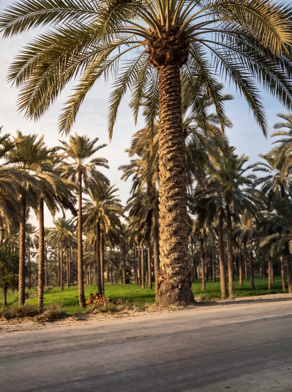 Allée de palmiers